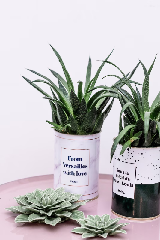 Badiane traductions : agence de traduction à Versailles & Paris